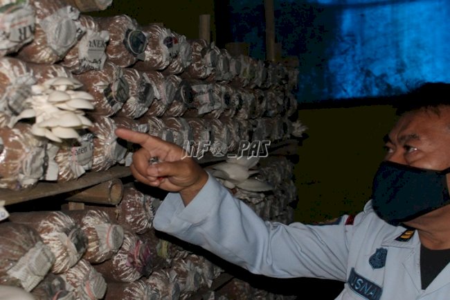 Lapas Kuningan Siap Panen Budidaya Jamur Tiram