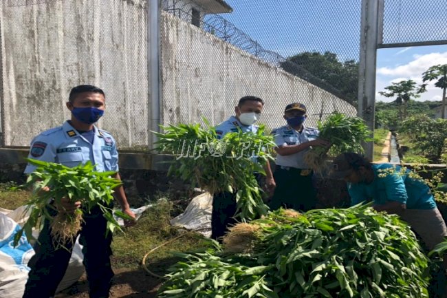 WBP LPN Karang Intan Panen Hasil Kebun