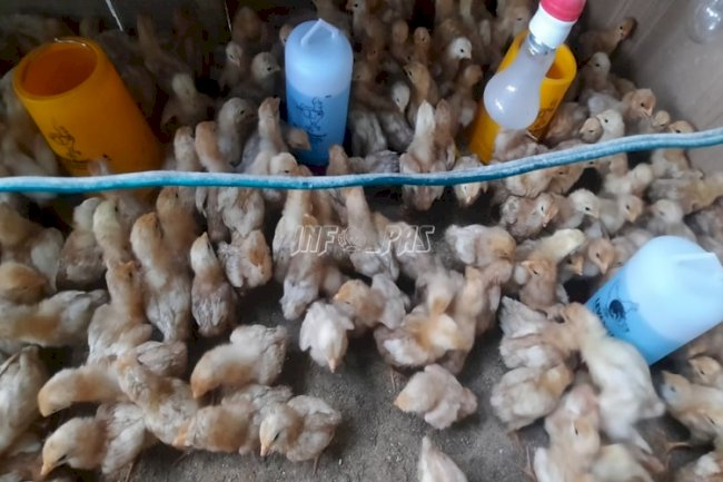 Lapas Piru Terapkan Manajemen Vaksinasi pada Ayam Petelur