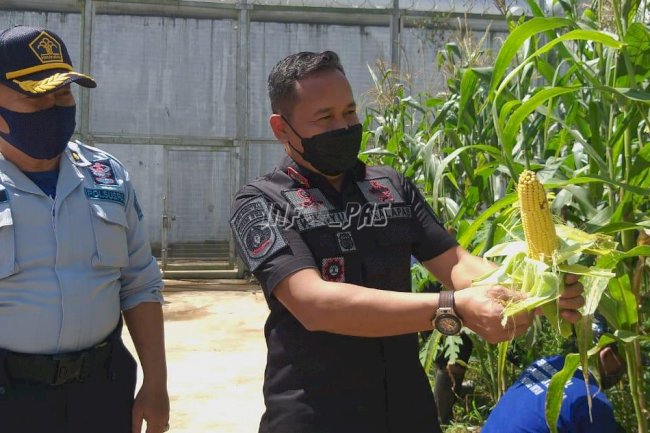 WBP Produktif, LPN Karang Intan Panen Jagung