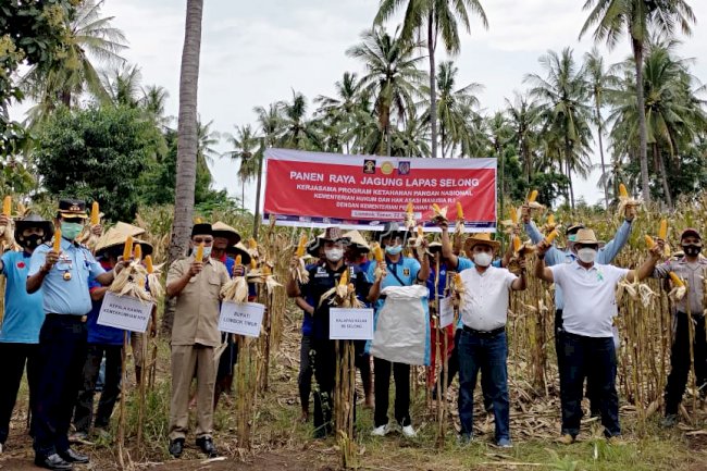 Dukung Program Ketahanan Pangan Nasional, Lapas Selong Gelar Panen Raya Jagung
