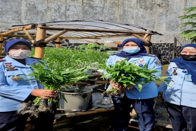 WBP LPP Bandung Panen 15 Kg Kangkung Hidroponik