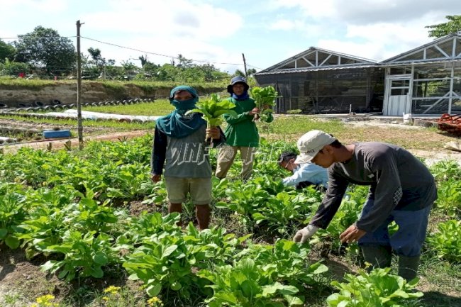 SAE Lapas Rangkasbitung Kembali Panen Sayur Mayur