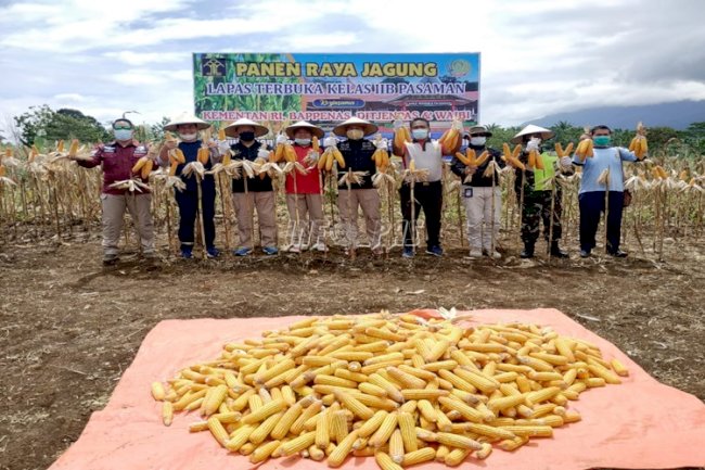 Lapas Padang Dukung Panen Raya Jagung di Lapas Terbuka Pasaman