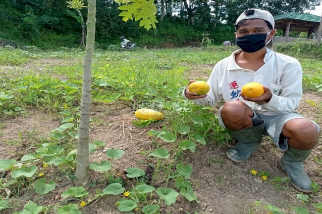 Hari Pertama Ramadan, SAE Lapas Rangkasbitung Panen Timun Suri