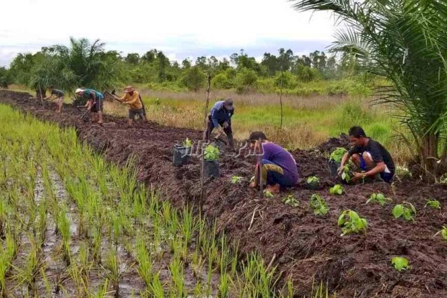 6 dari 25 Hektar Lahan Food Estate Prison Rutan Kuala Kapuas Ditanami Padi
