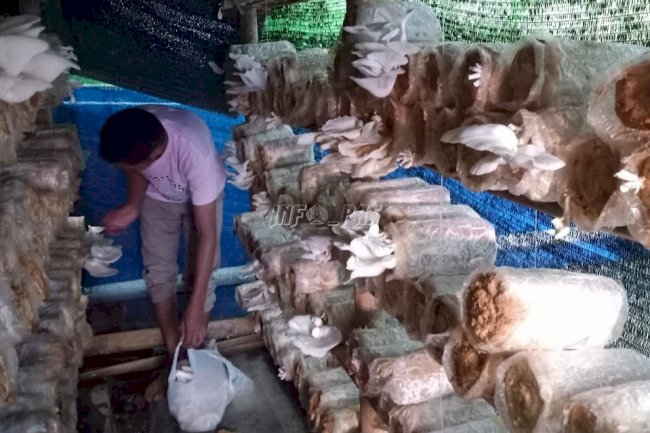 Jamur Tiram Produksi Rutan Selayar Laris di Masyarakat