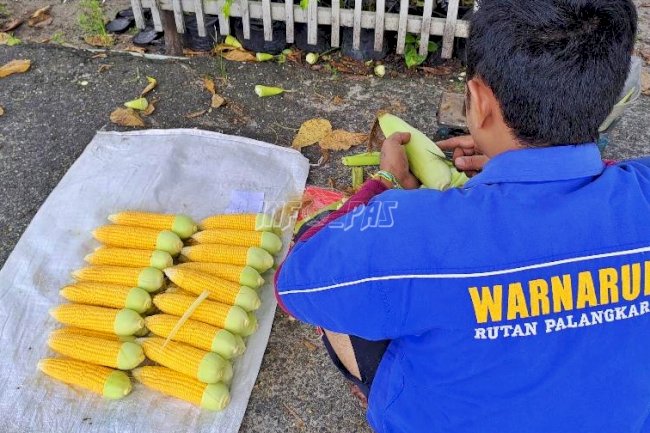 Usai Lebaran, WBP Rutan Palangka Raya Panen Hasil Kebun