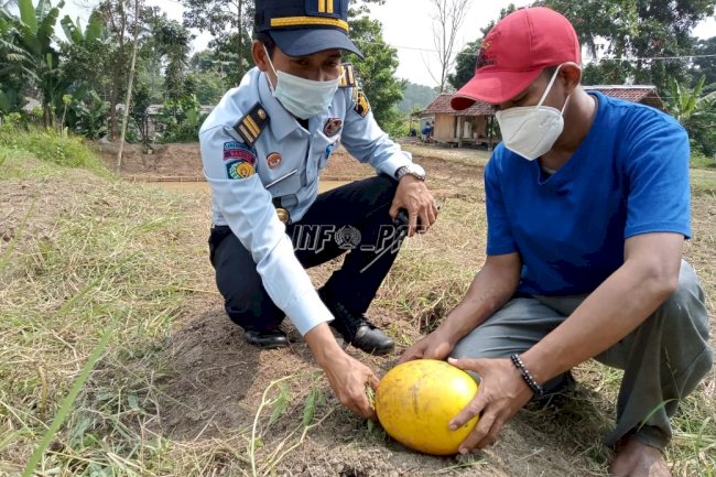 Lapas Rangkasbitung Panen Semangka Madu, Kangkung, dan Bayam