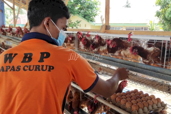 Terampilnya WBP Lapas Curup, Budidaya Ayam Petelur Hingga Ciptakan Lukisan