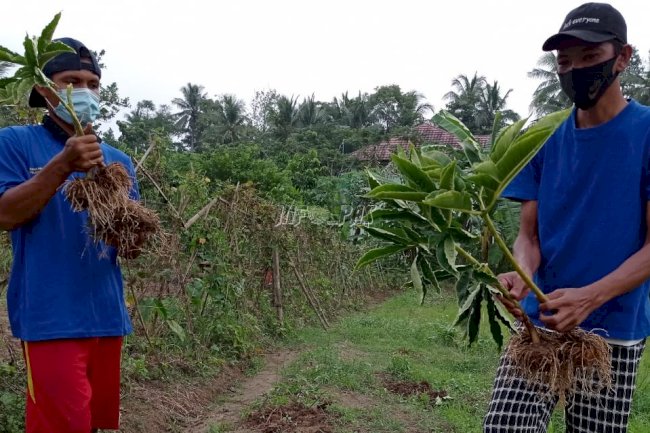 SAE Lapas Rangkasbitung Sukses Panen Perdana Porang