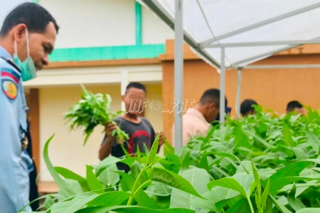 LPKA Ambon Kembali Panen Sayur Hidroponik