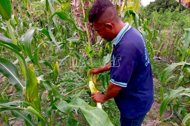 Lagi, WBP Lapas Namlea Panen Jagung Pulut