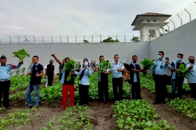 Manfaatkan Lahan Kosong, WBP Lapas Namlea Panen Sawi