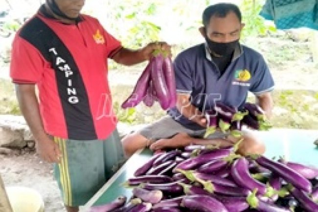 WBP Lapas Piru Sukses Panen Terong Ungu