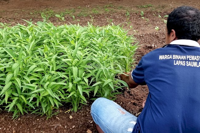 WBP Lapas Saumlaki Sukses Panen Kangkung