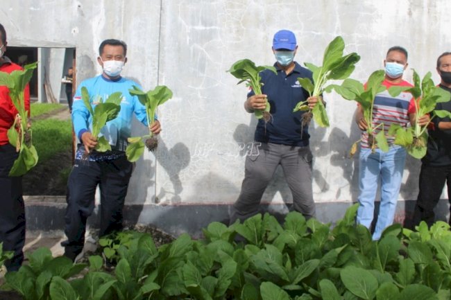 Lapas Palangka Raya Sukses Panen Jagung & Sawi