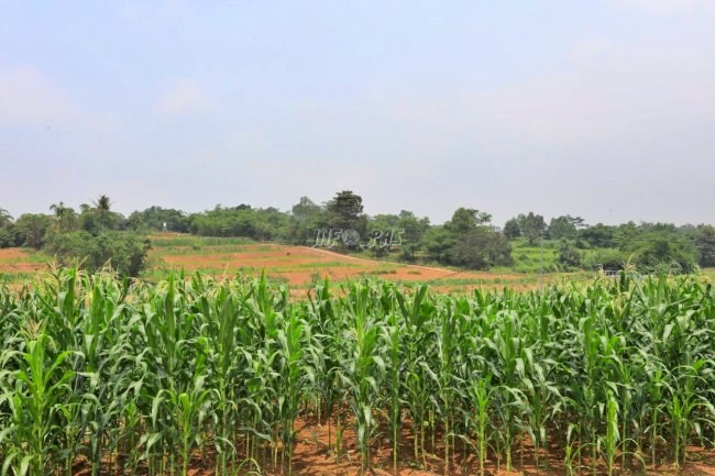 Pembukaan Lahan Program Penanaman Jagung di Lapas/Rutan Lampaui Target