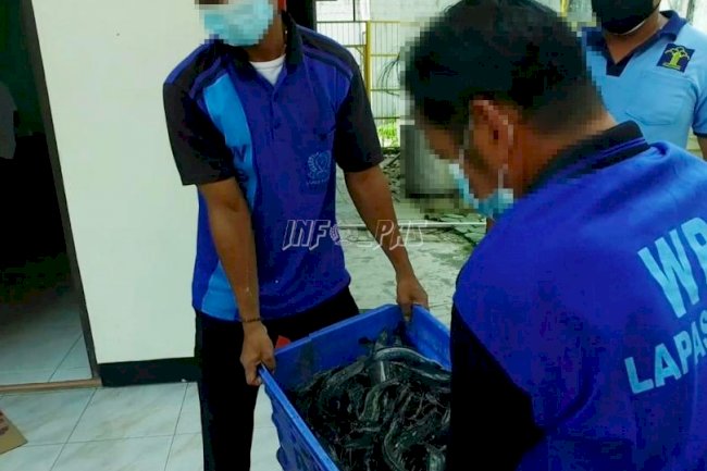 Ikan Lele Hasil Budidaya WBP Lapas Sampit Diminati Konsumen