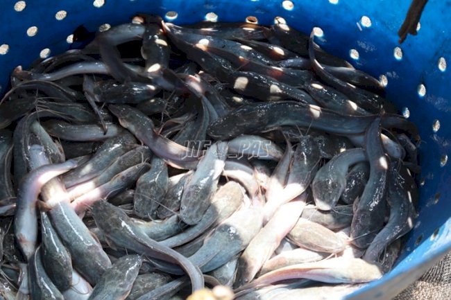 Lapas Padang Panen Hingga 15 Ribu Ikan Lele