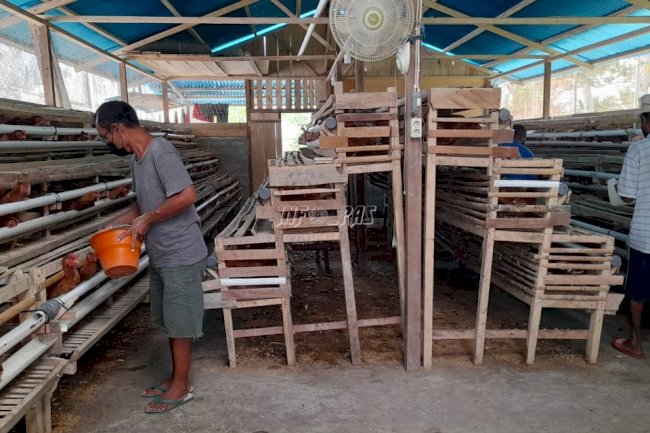 Maksimalkan Produktivitas Ayam Petelur, Lapas Piru Terapkan Biosecurity System