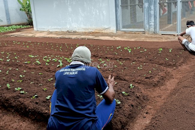WBP Lapas Saumlaki Sulap Lahan Kosong Jadi Lahan Pertanian