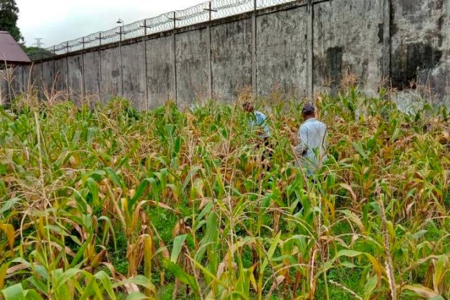 Berhasil Kelola SAE, Lapas Ambon Panen Jagung Manis