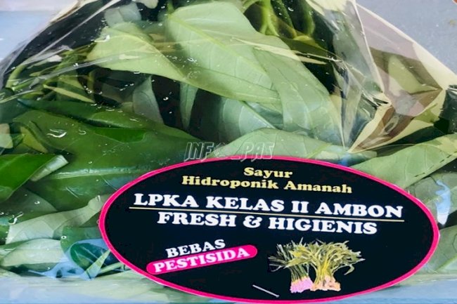 Anak LPKA Ambon Kembali Panen Sayuran Hidroponik