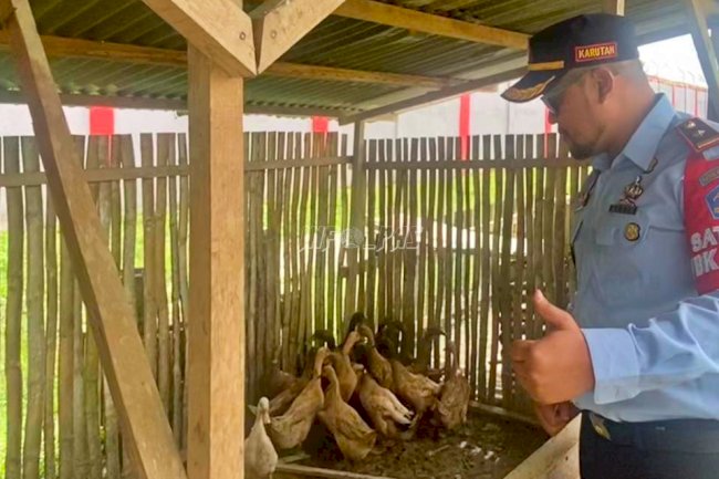Karutan Masohi Tinjau Panen Telur Bebek Hasil Ternak WBP
