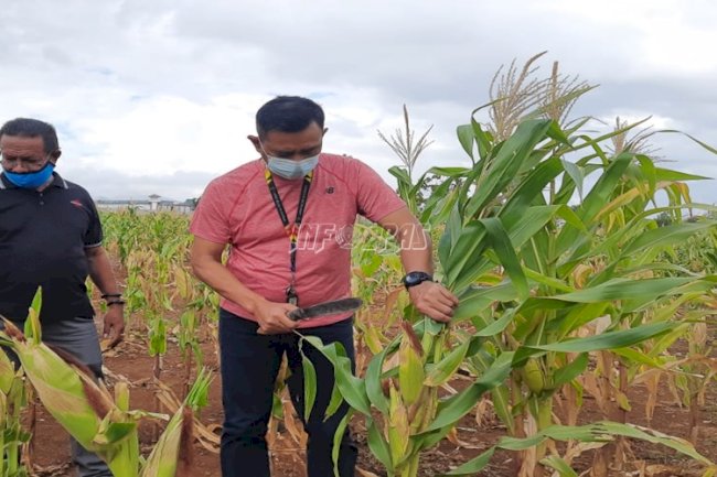 Dukung Program Ketahanan Pangan, Lapas Kupang Kembali Panen Jagung 