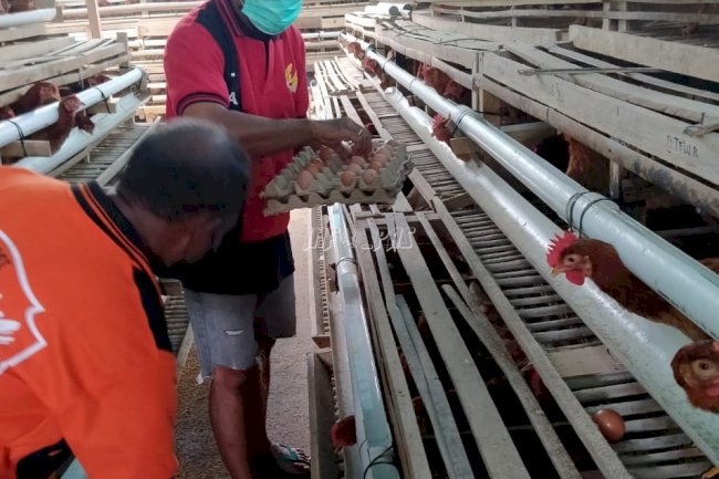 WBP Lapas Piru Panen Telur Ayam