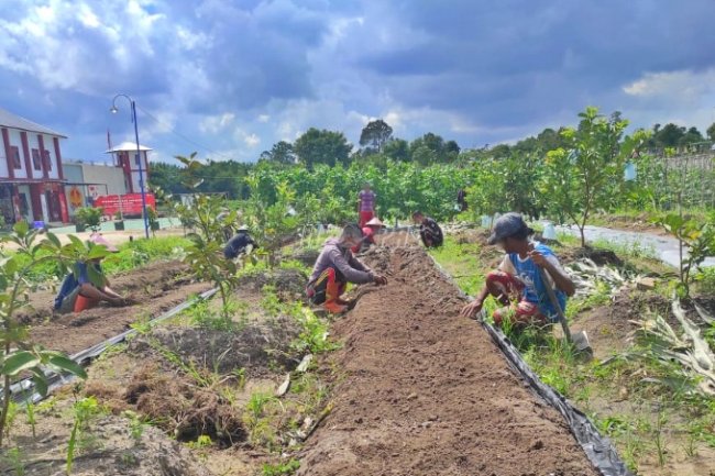 Usai Panen Jagung 25 Kilogram, Lahan Tanam Lapas Sukamara Disulap Menjadi Lahan Produktif Baru