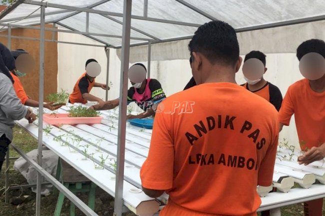 Anak LPKA Ambon Kembali Semai Bibit Sayuran Hidroponik