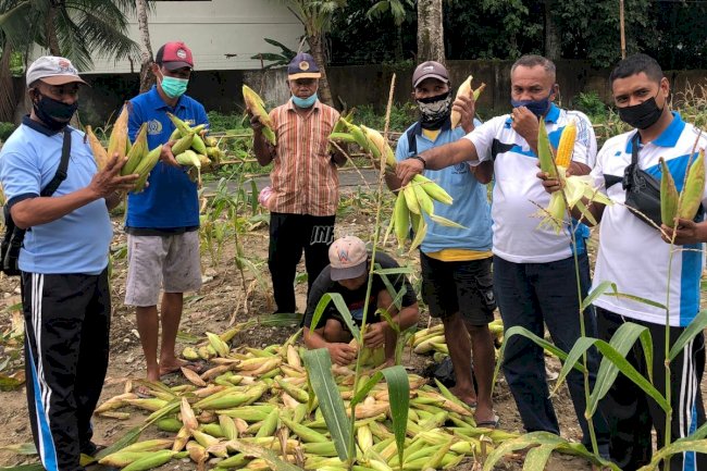 Lapas Ambon Kembali Gelar Panen Kedua Jagung Manis