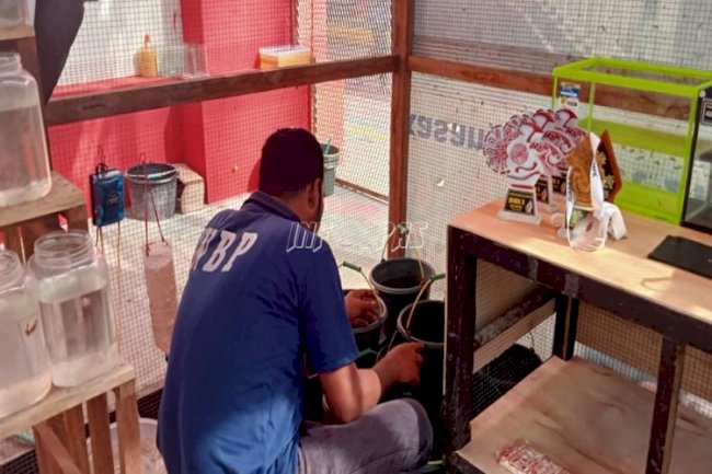 Budidaya Ikan Cupang di LPN Pamekasan Sukses Raih Juara