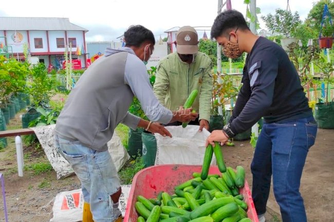 Hasil Panen Berkualitas, Timun Lapas Sukamara Diburu Konsumen