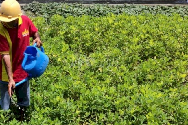 Rutan Masohi Bersiap Panen Kacang Tanah