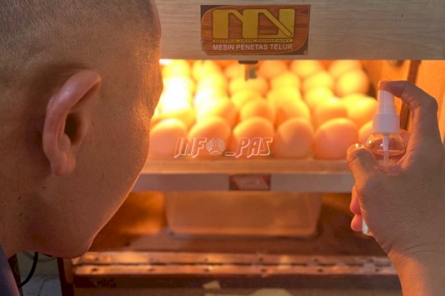 Jelang Panen, Karutan Masohi Tinjau Penetasan Telur Bebek