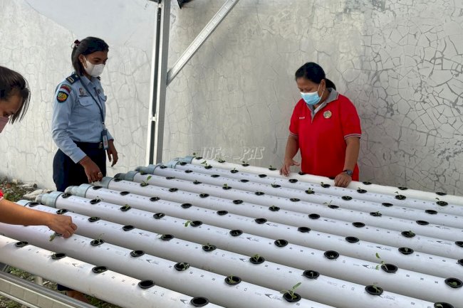 WBP LPP Ambon Kembali Tanam Sayur Hidroponik