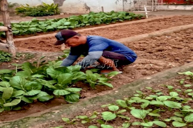 Manfaatkan Lahan Kosong, WBP LPN Pamekasan Panen Terong