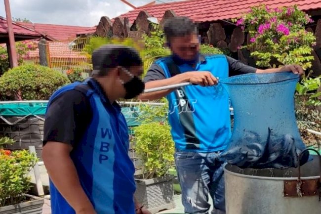 Lapas Sampit Panen 61 Kg Ikan Patin