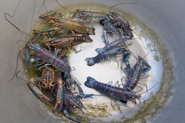 Buat Terobosan, Lapas Palangka Raya Mulai Budidayakan Lobster