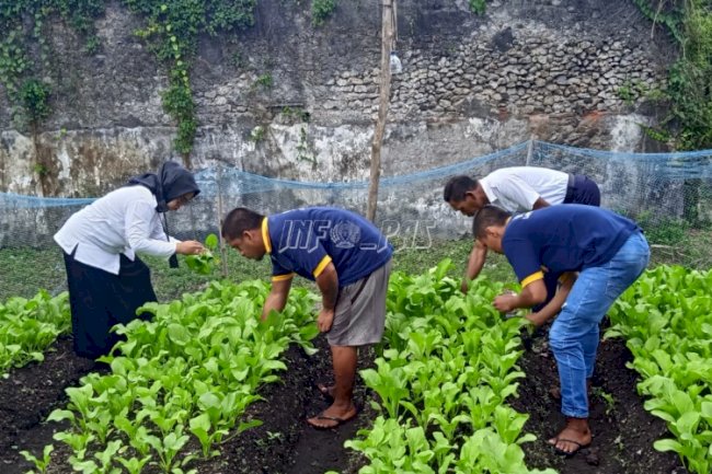 WBP Lapas Banda Naira Panen Hasil Pertanian