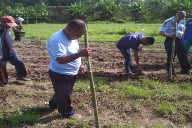 Manfaatkan Lahan Kosong, Lapas Piru Tanam Jagung Manis