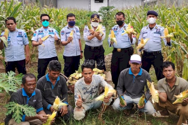 WBP LPN Karang Intan Kembali Panen Jagung