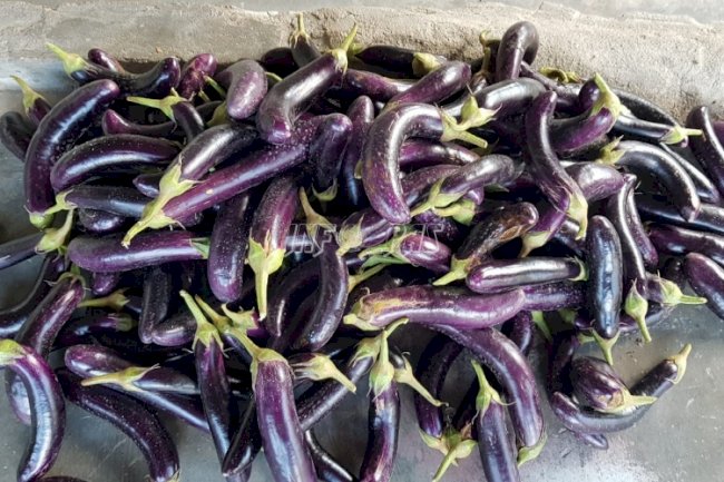 Lapas Palangka Raya Panen Terong Ungu