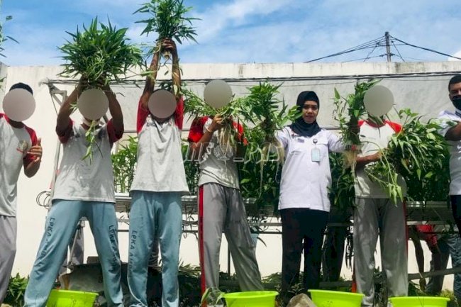 LPKA Ambon Kembali Panen Sayuran Hidroponik