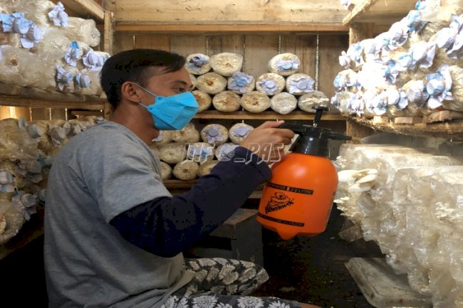  Tingkatkan Pembinaan Kemandirian, Rutan Negara Sukses Panen Jamur Tiram