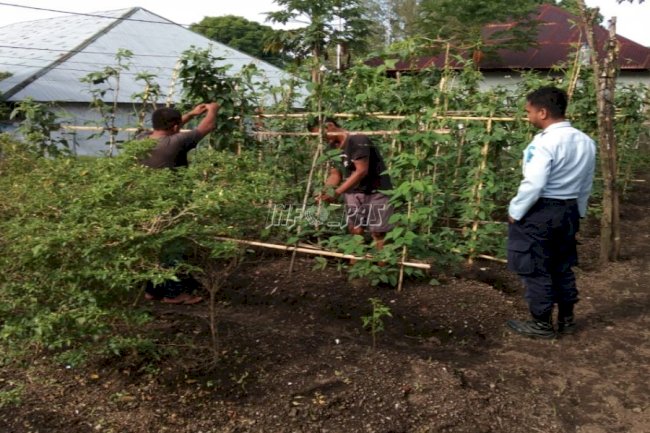 WBP Kembali Panen Hasil Pertanian 