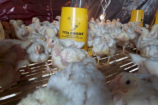 Lapas Palangka Raya Panen Ratusan Ayam Pedaging